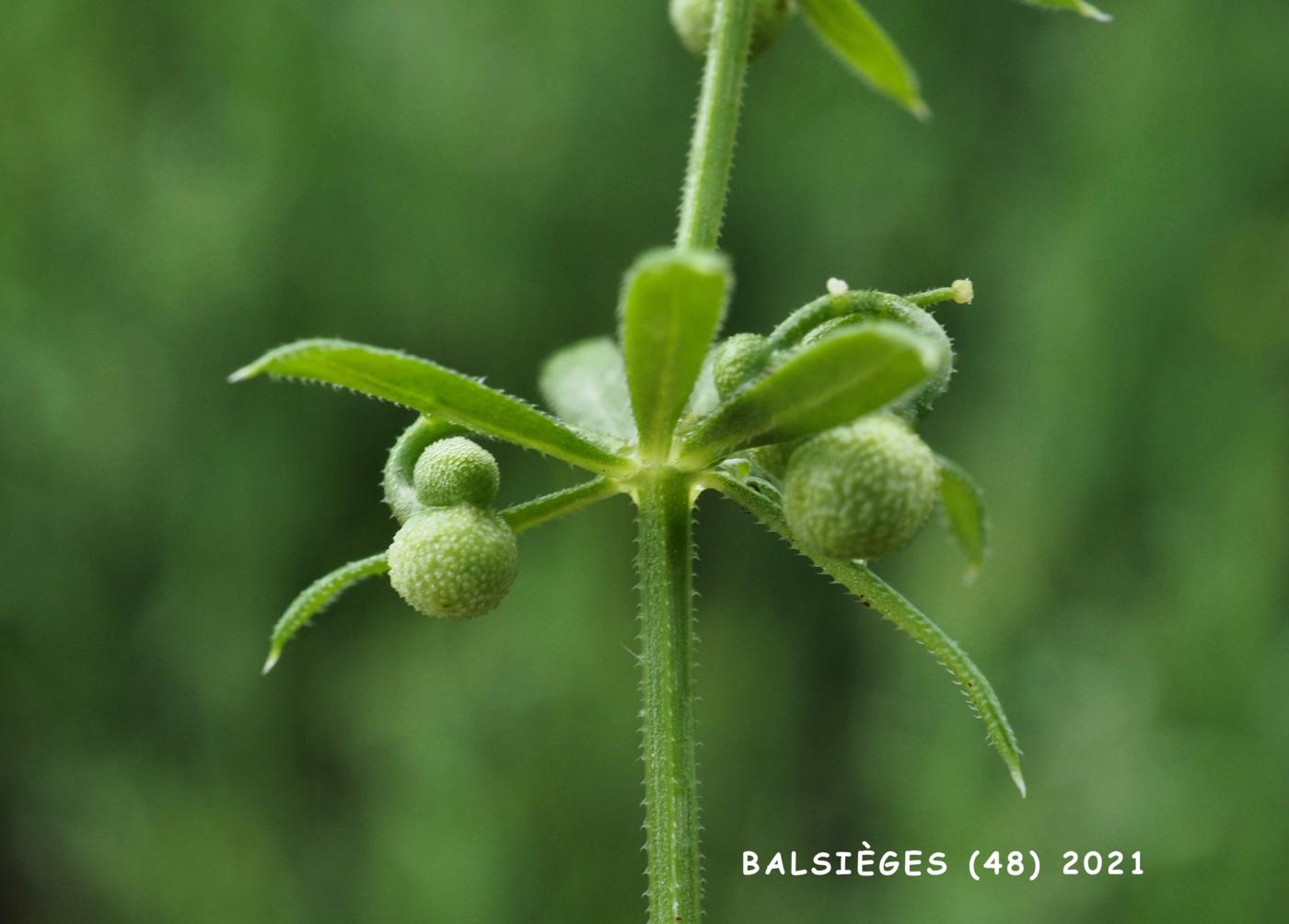 Bedstraw, Corn fruit